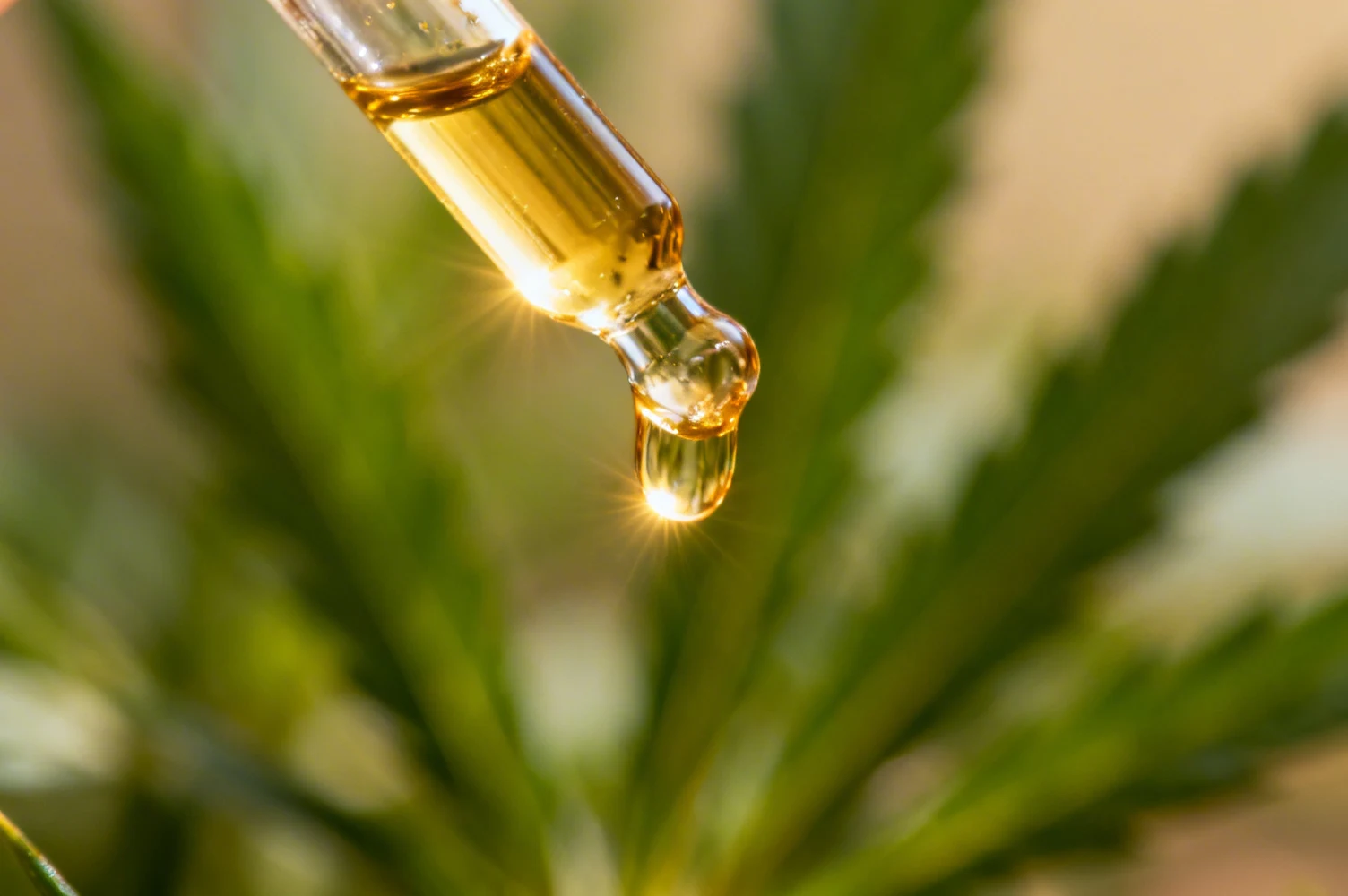 Illustration : Huile de chanvre pour le visage : bienfaits, application et conservation — Beauté Naturelle